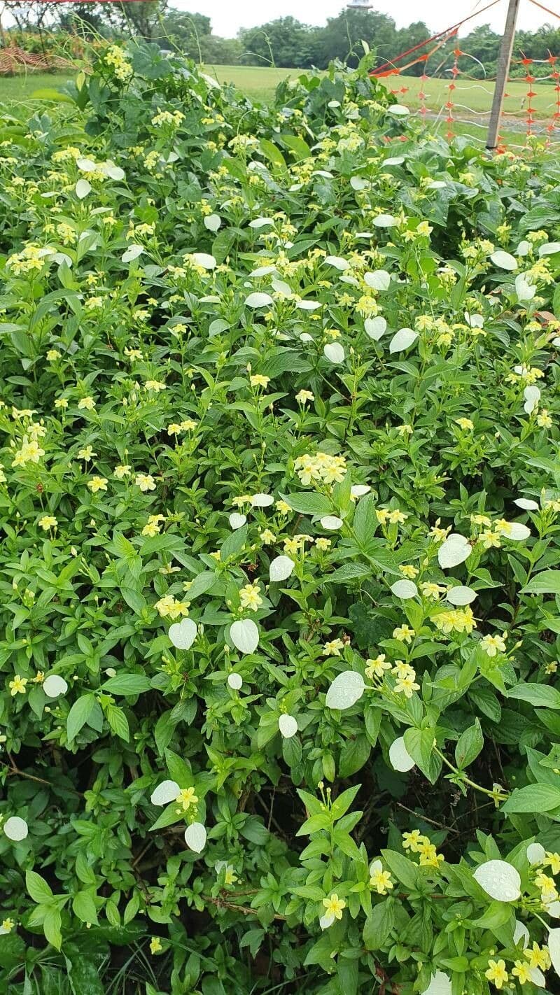 Pseudomussaenda 7