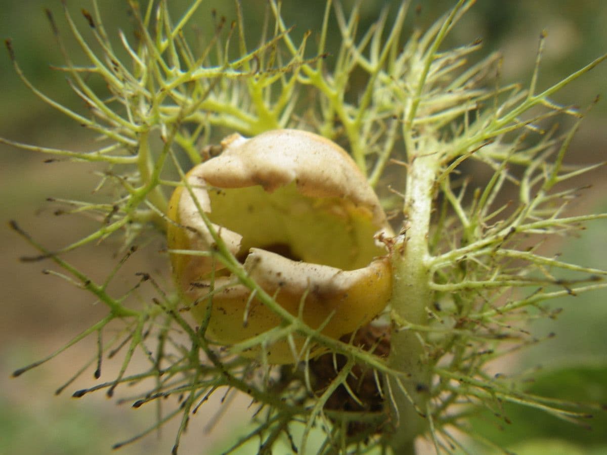Eragrostis 4
