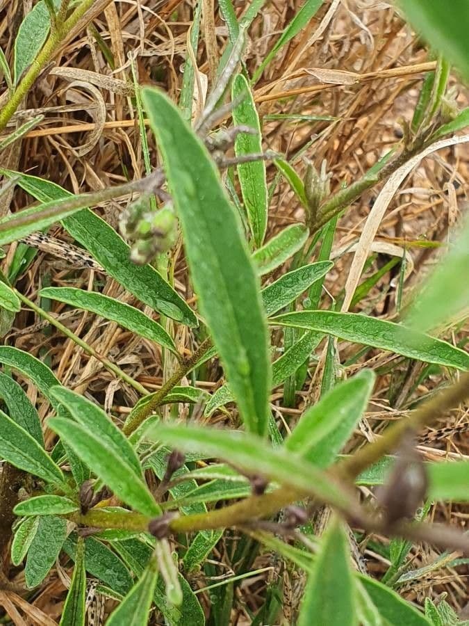 Solanum 20