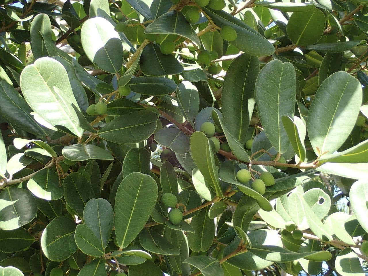 Madagaskar-Olive 21