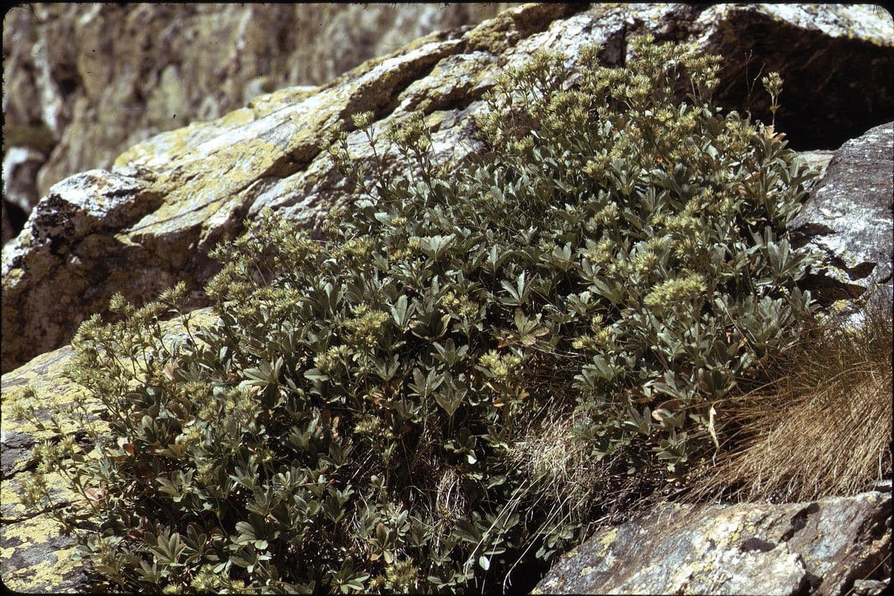 Potentilla valderiana 8