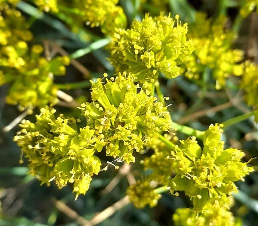 Gymnophyton 2