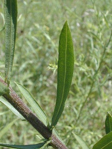 Liatris aspra 15