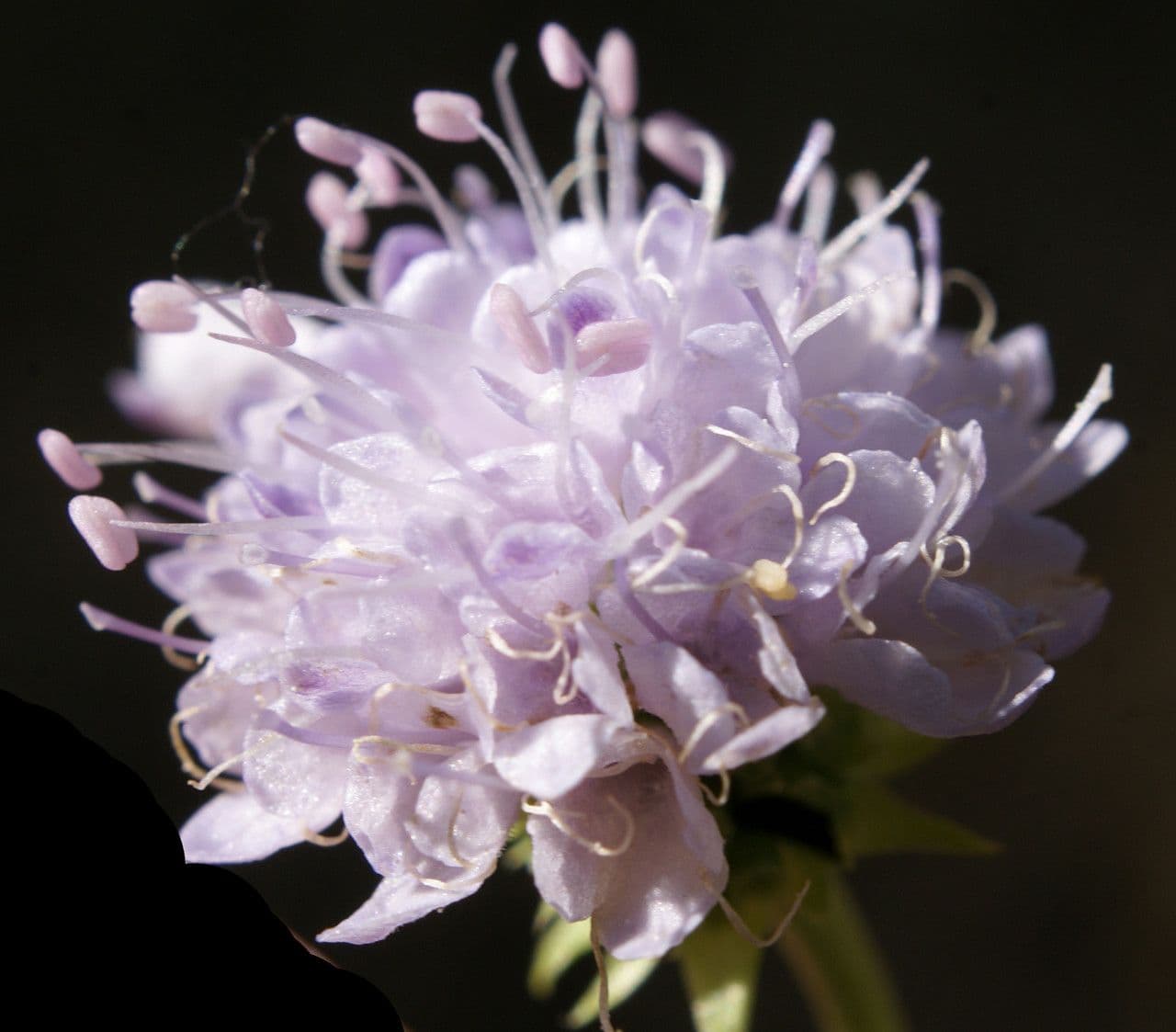 Succisella 10
