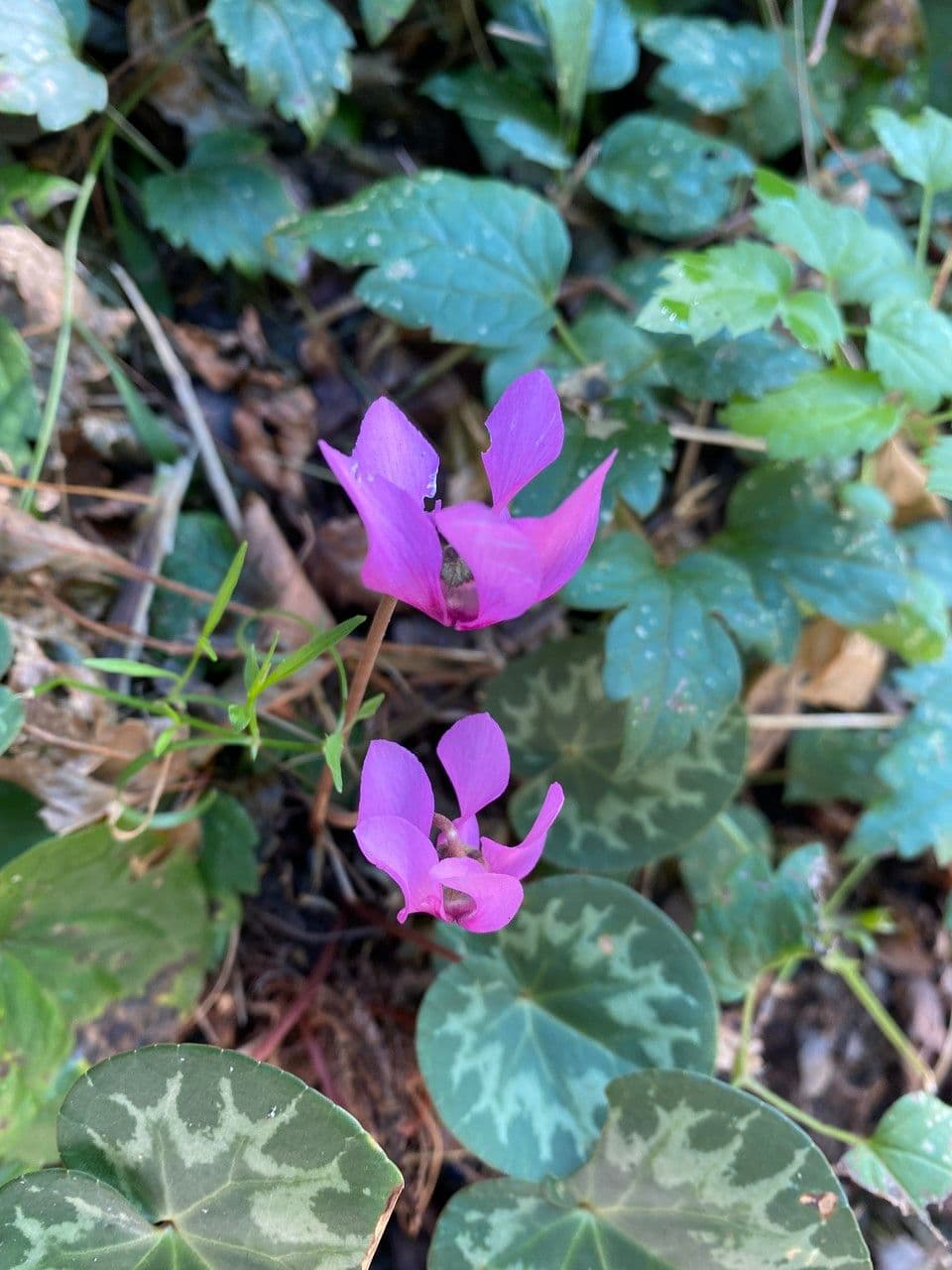 Cyclamen 8