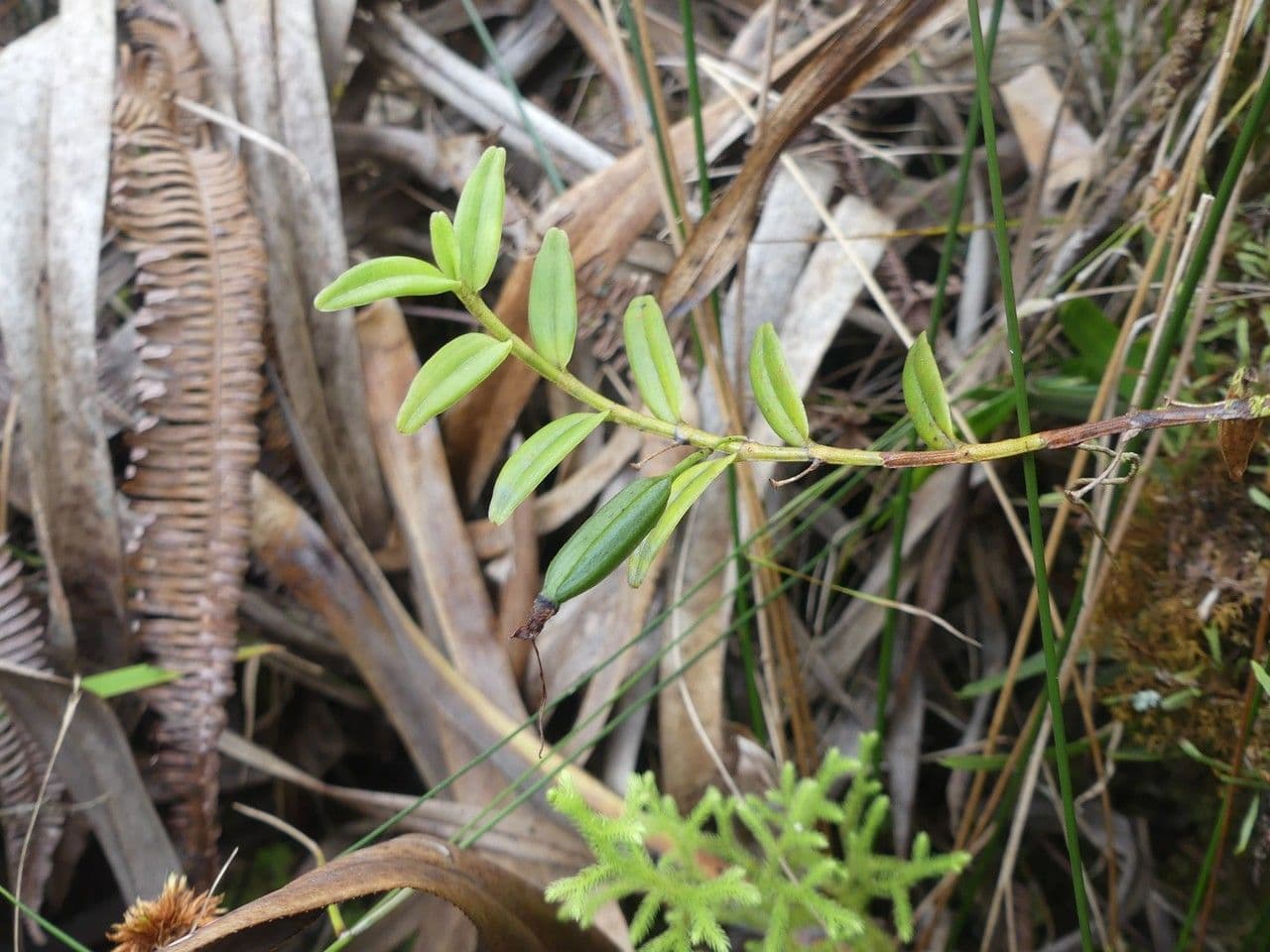 Angraecum 4