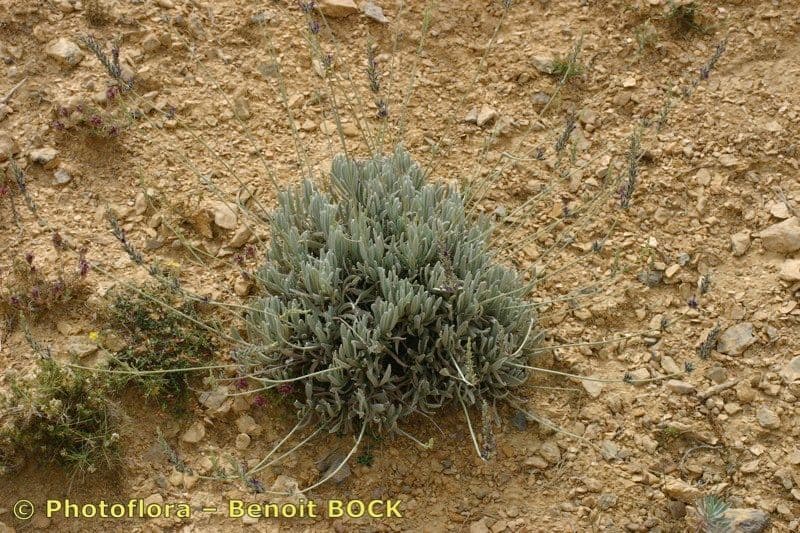 Lavanda lanata 16