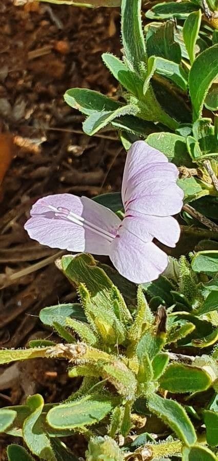 Barleria argentea 4