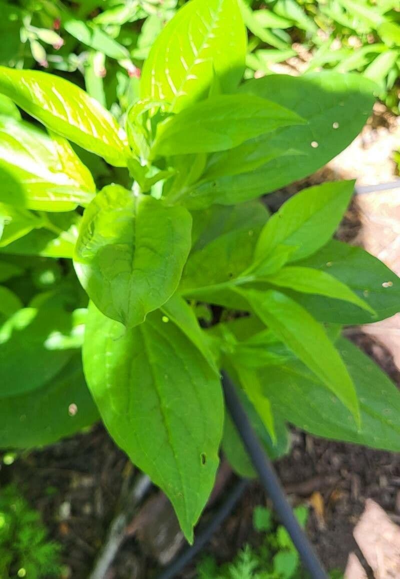 Hackelia virginiana 15