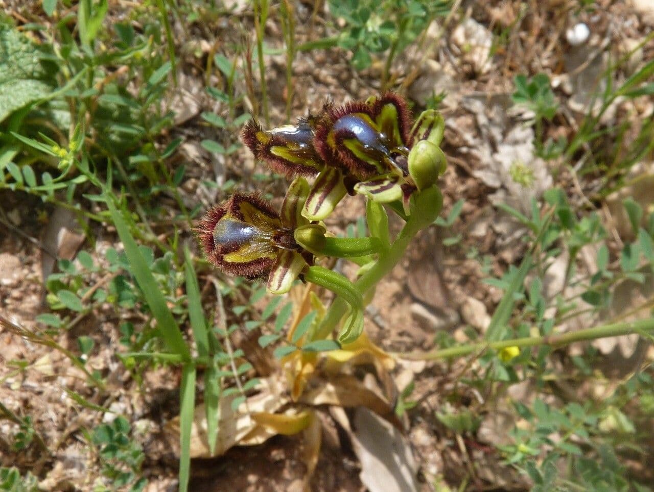 Ophrys speculum 12