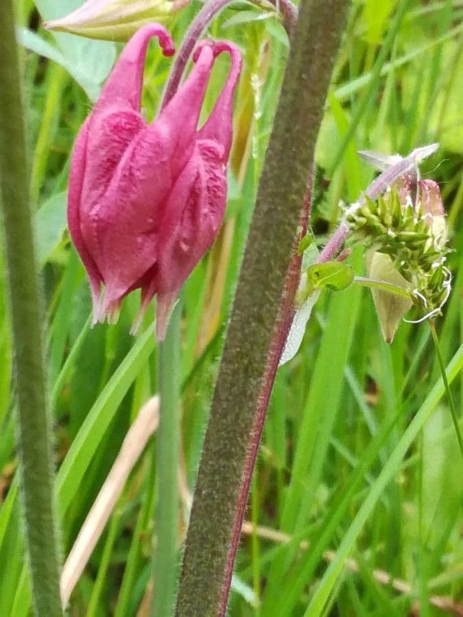Aquilegia comune 21