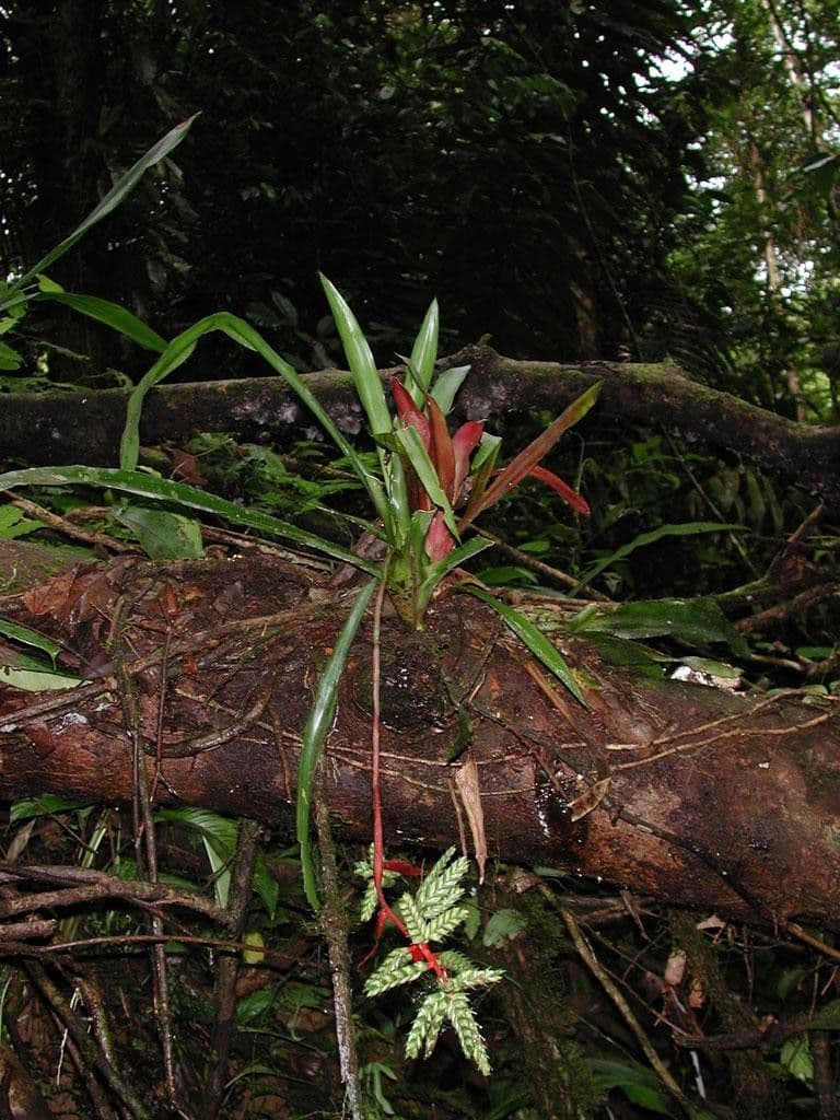 Aechmea 8