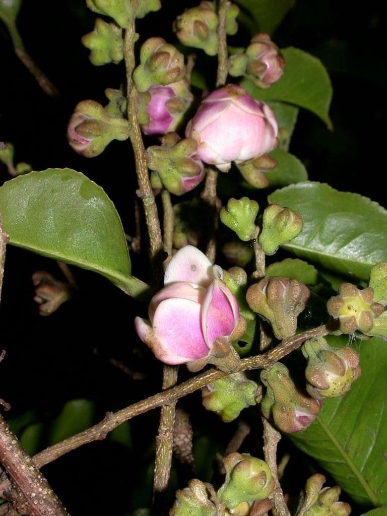 Affentopf 29