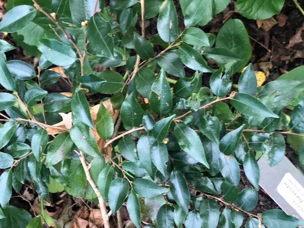 Camelia