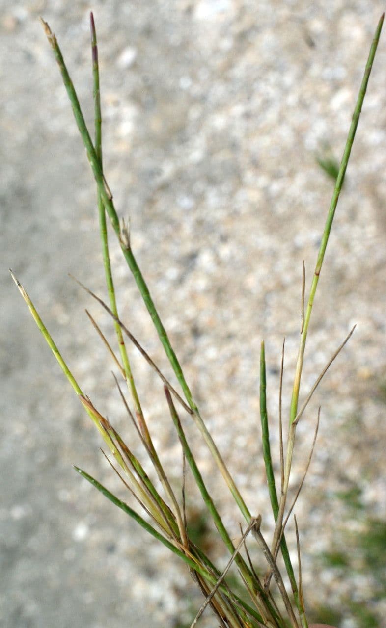 Parapholis strigosa 9