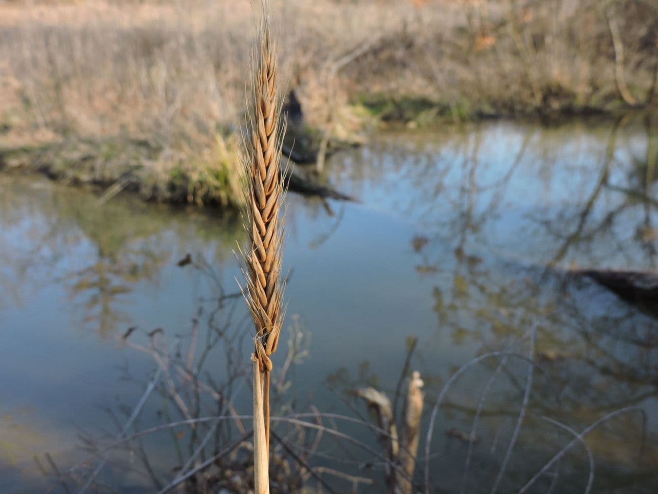 Elymus virginicus 13