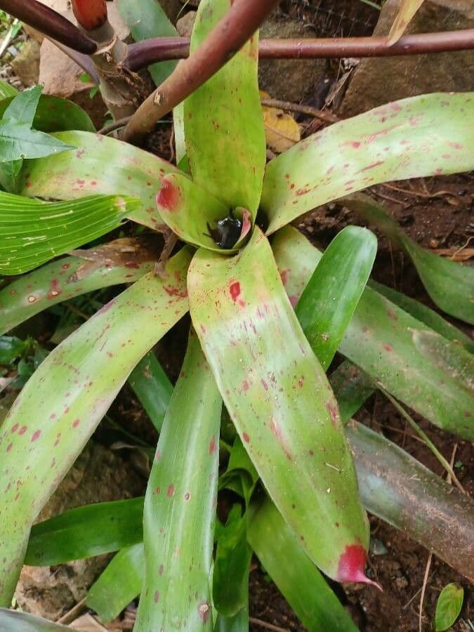 Neoregelia 2