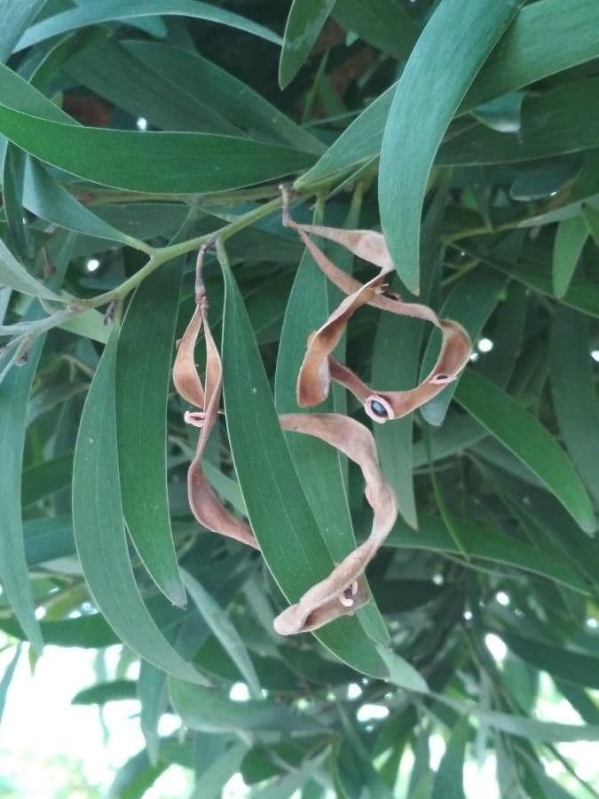 Acacia nera 3