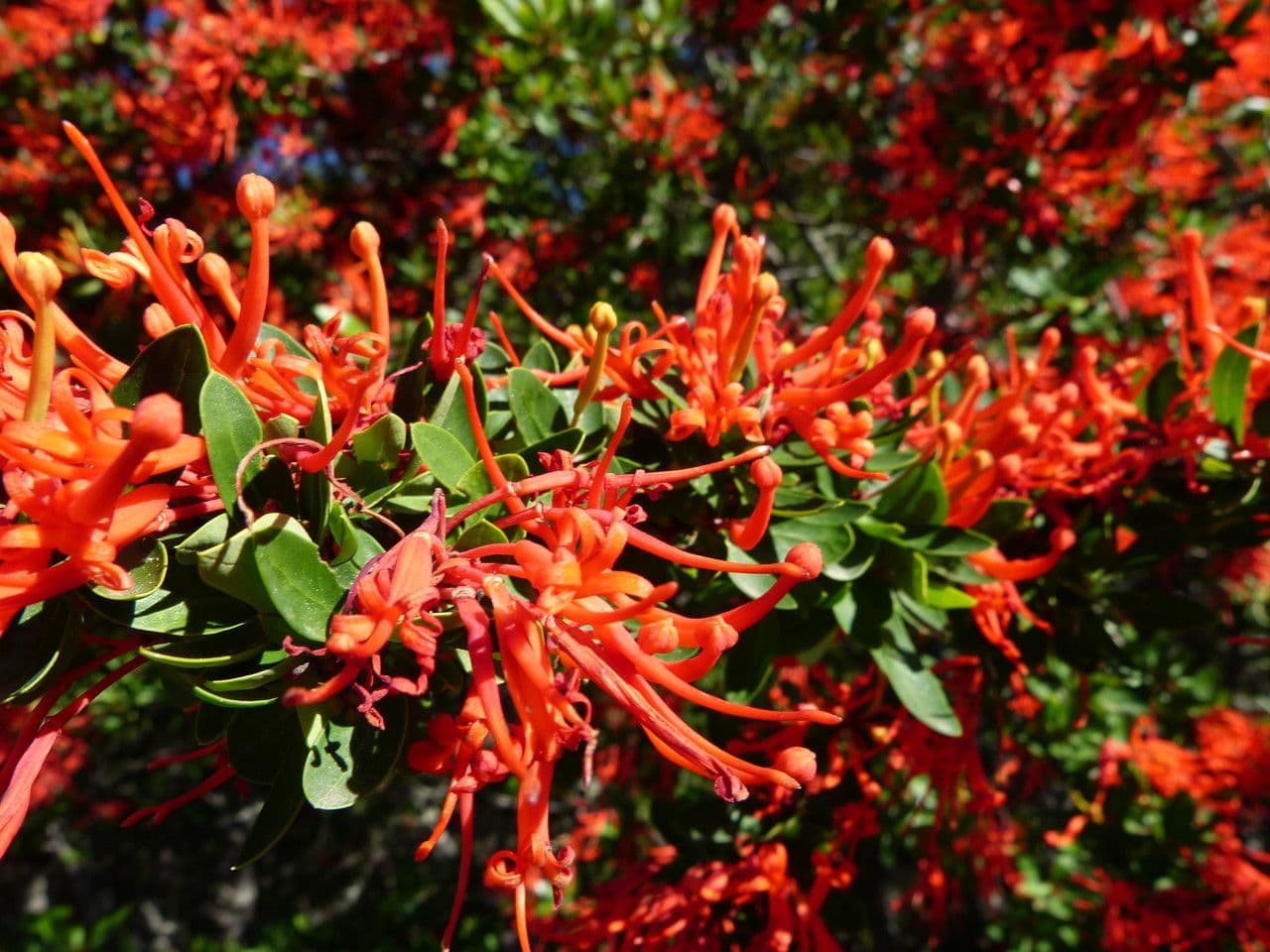 Embothrium 29