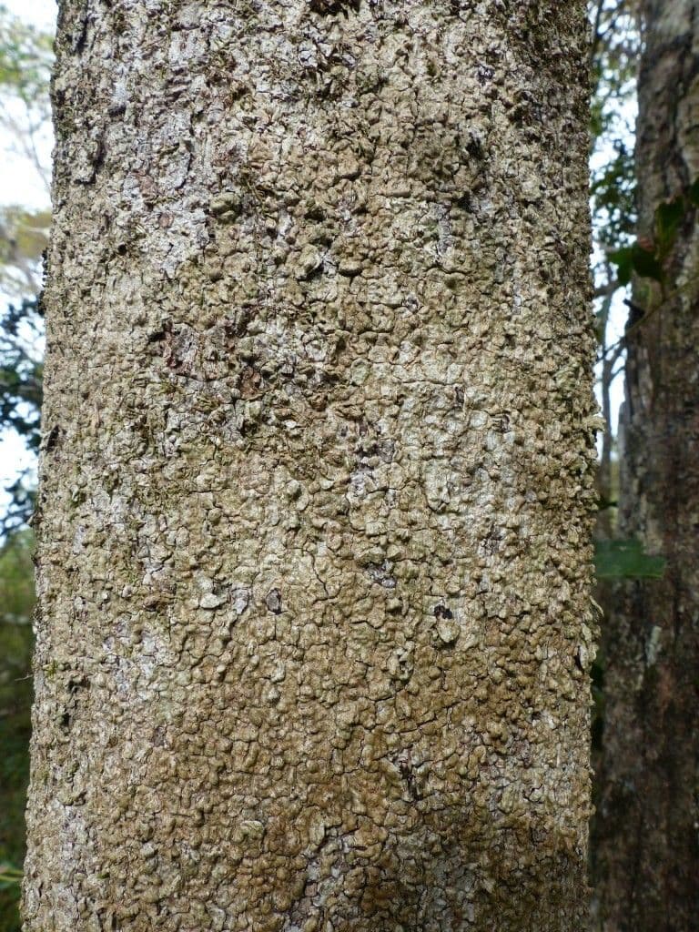 Cynometra ramiflora 13