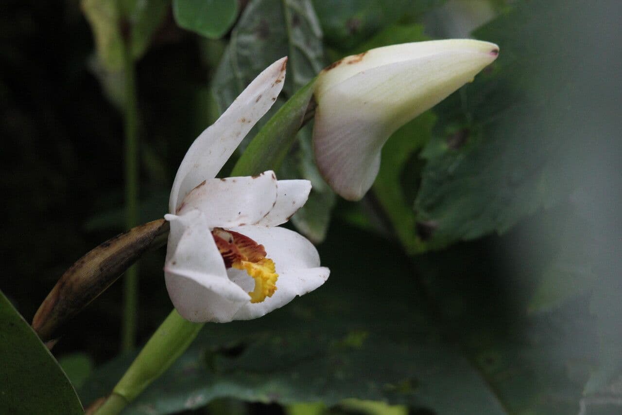 Maxillaria 2