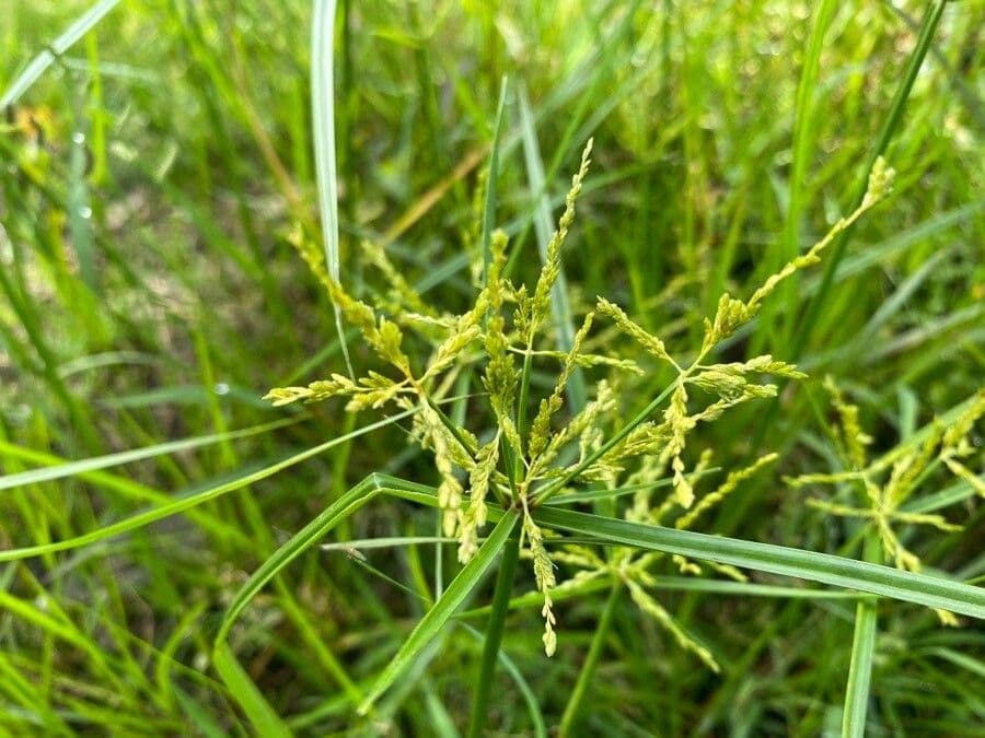 Šáchor jednovicatý