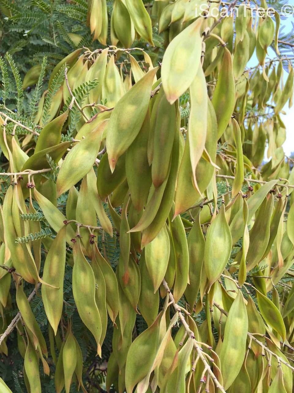 Peltophorum africano 2