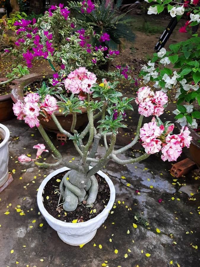 Adenium 7