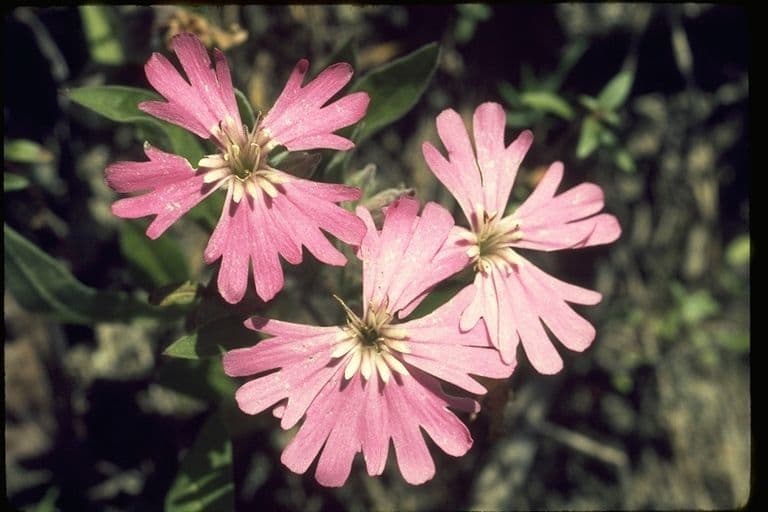 Silene di Hooker 5