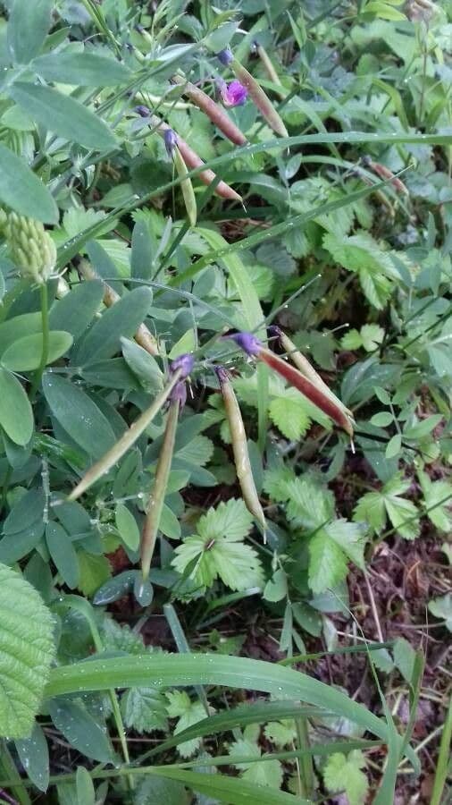 Groszek skrzydlasty 2