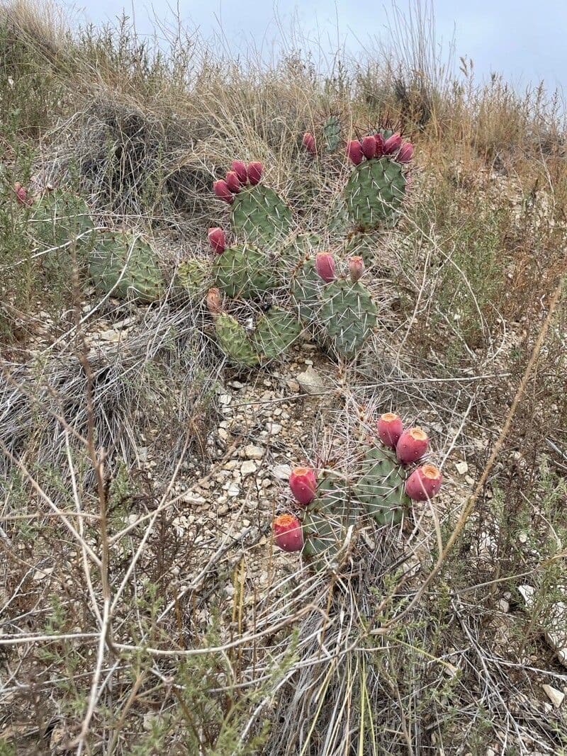 Nopal espinoso
