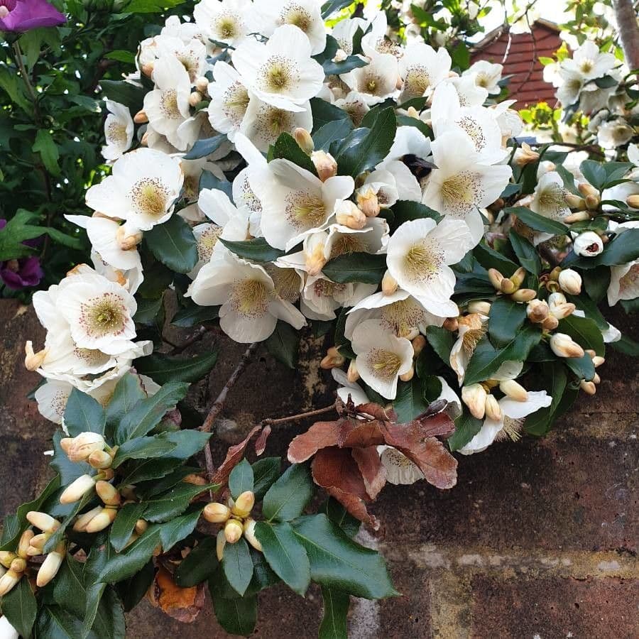 Eucryphia 7
