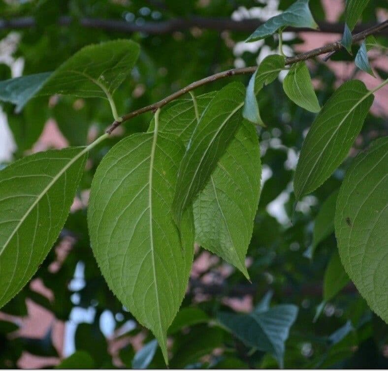 Eucommia 16