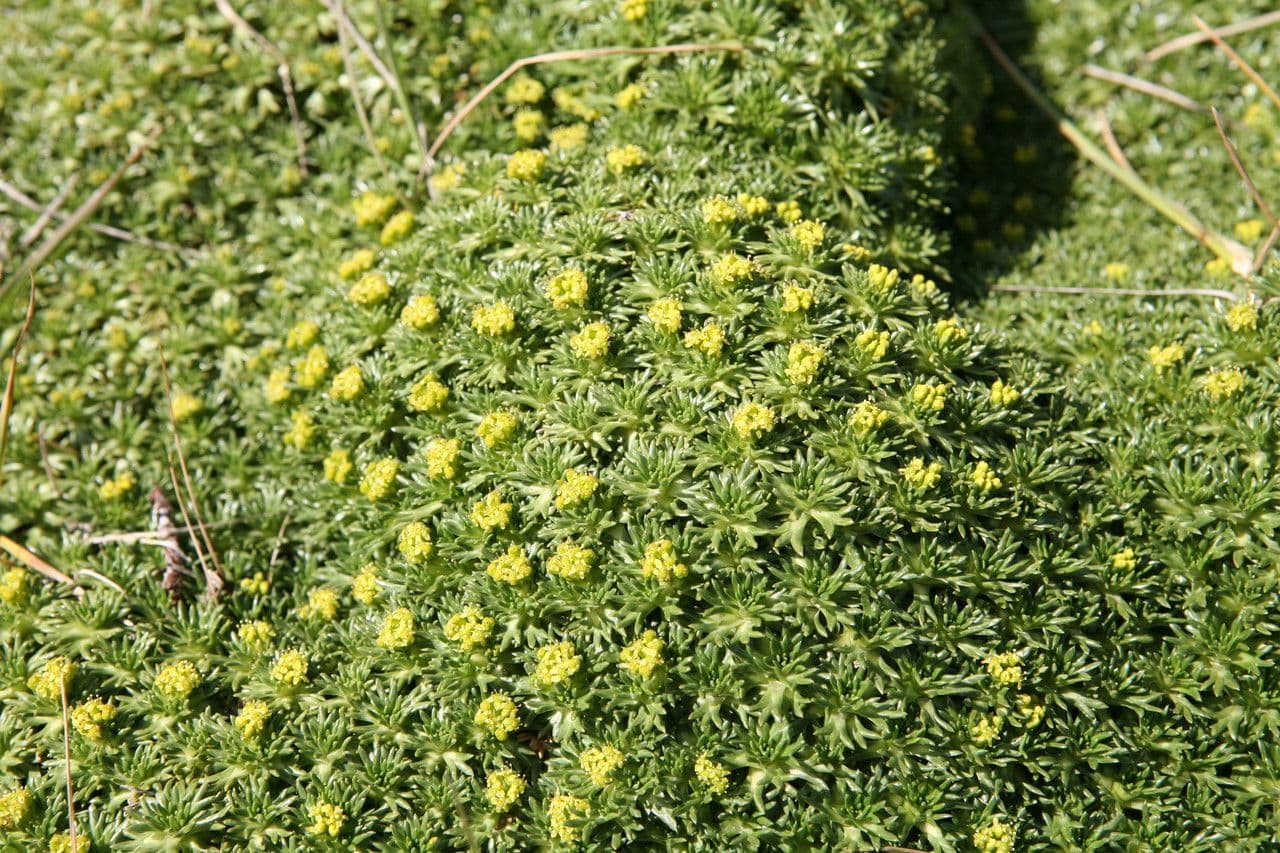 Azorella 7