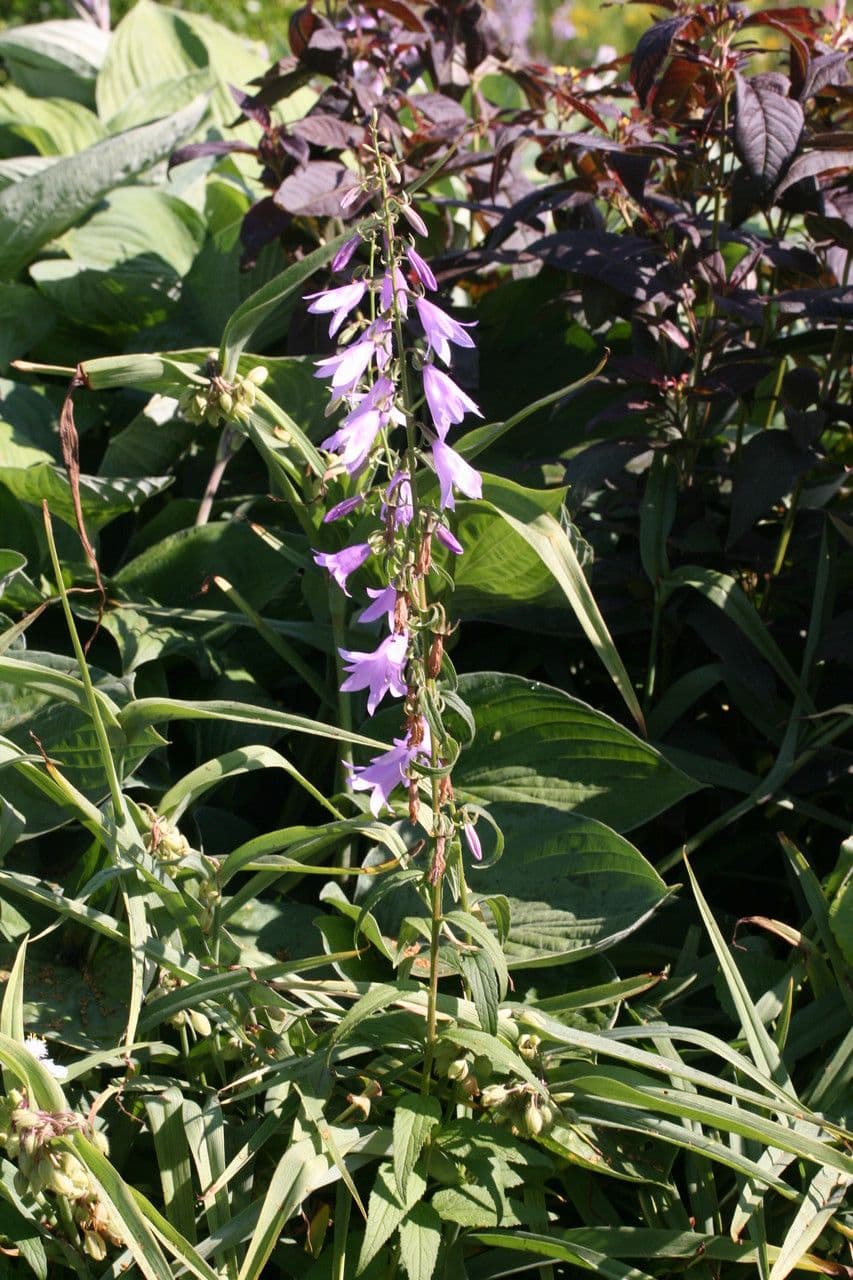 Acker-Glockenblume 12