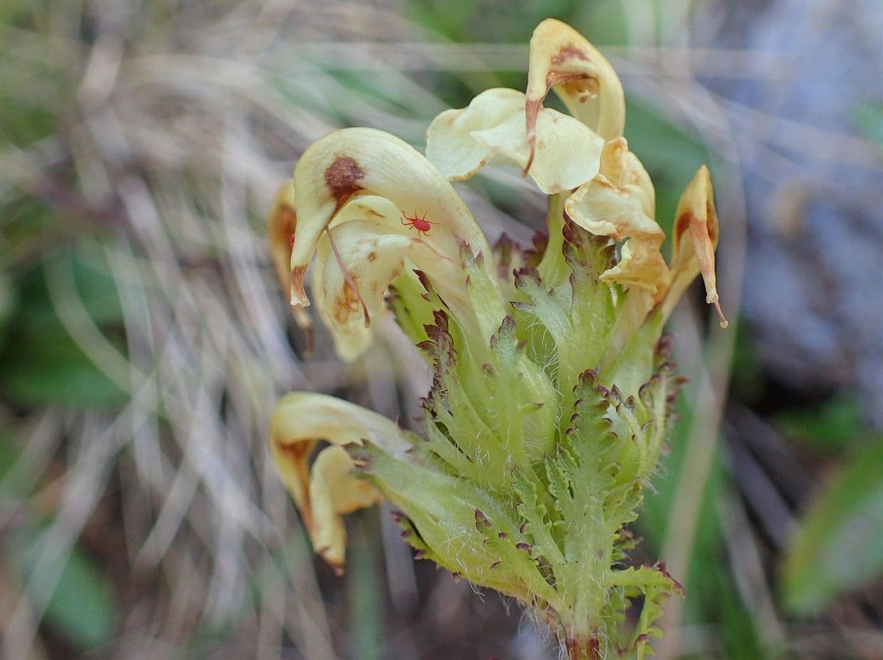 Pedicularis tuberosa 3