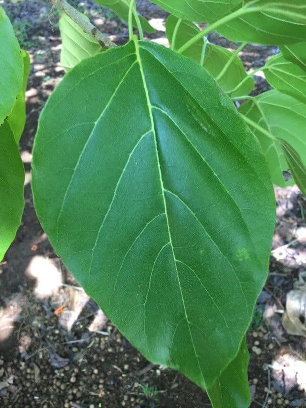Cordia subcordata 20