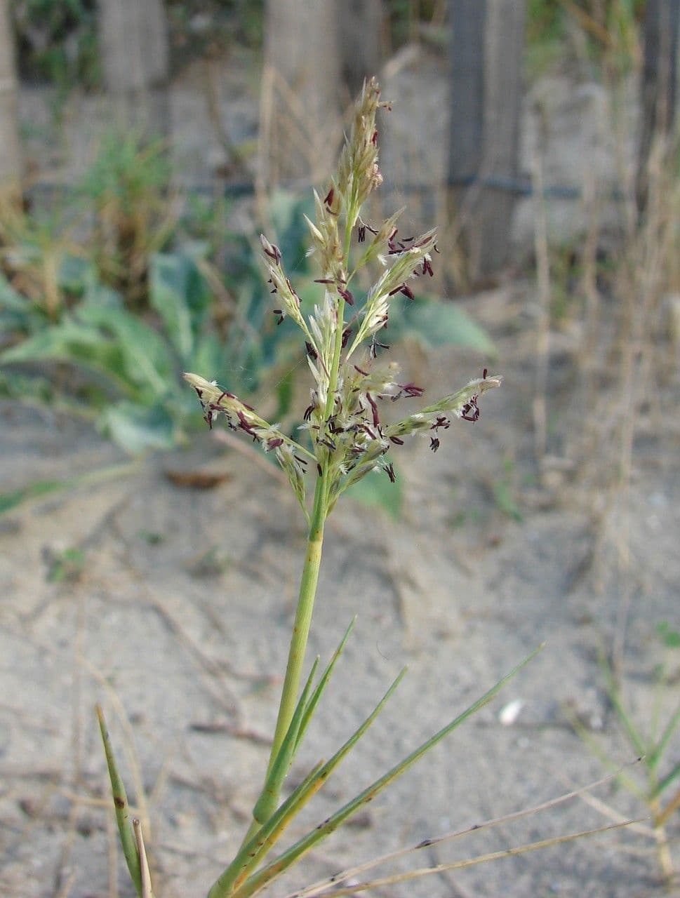 Sporobolus 12