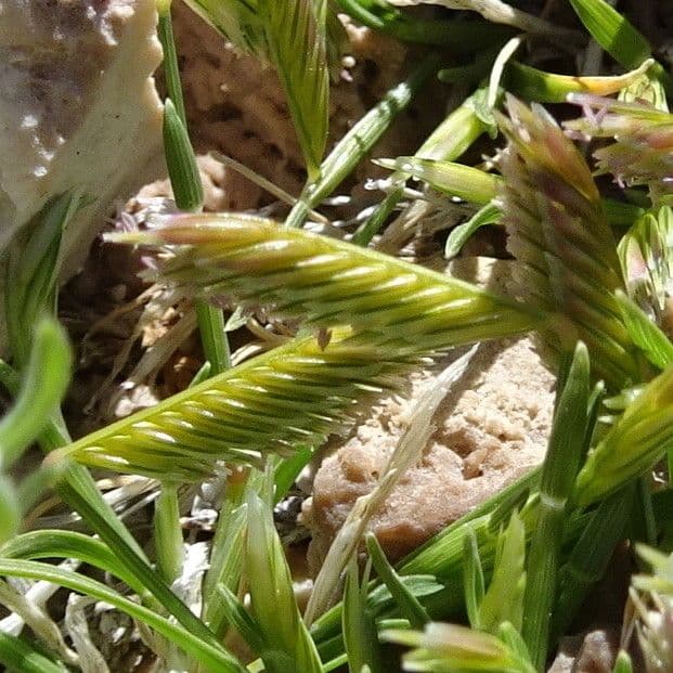 Chondrosum