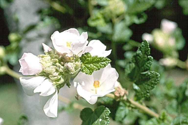 Malacothamnus 2