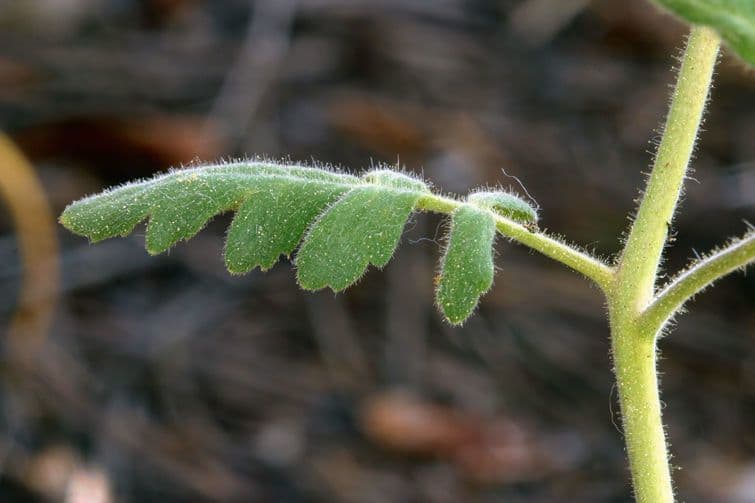 Fagelia ramosa 12