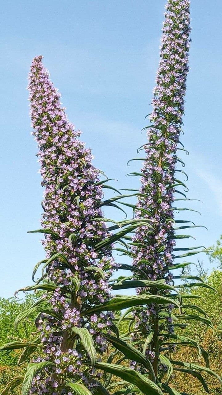 Echium pininana