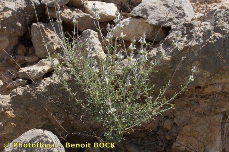 Sideritis 2
