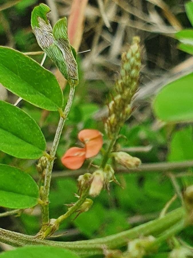 Indigofera 2