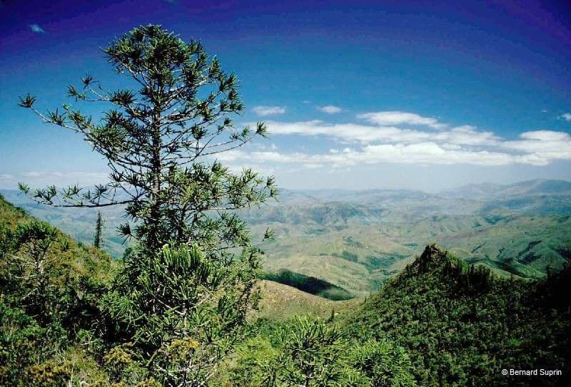 Araucaria 5