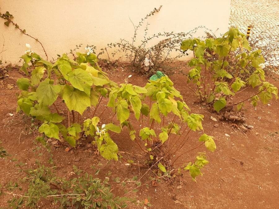 Sparmannia 8