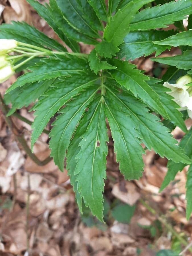 Cardamine 8