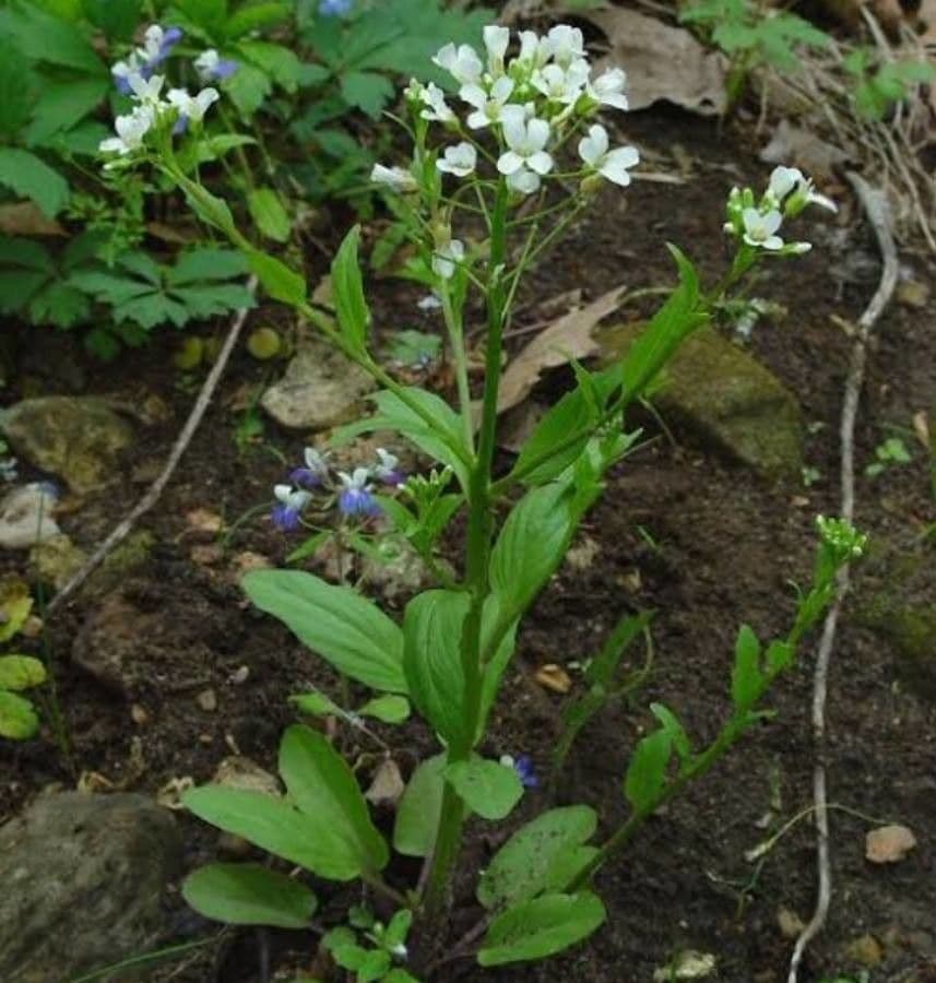 Bisetella bulbosa 6