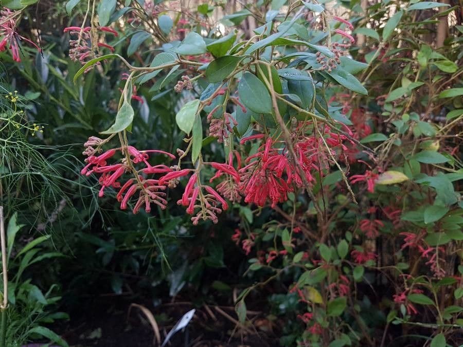 Rhyolith-Grevillea 4