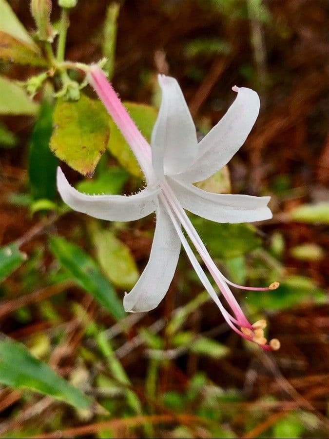 Rododendron atlantický 3